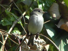 Asian Brown Flycatcher